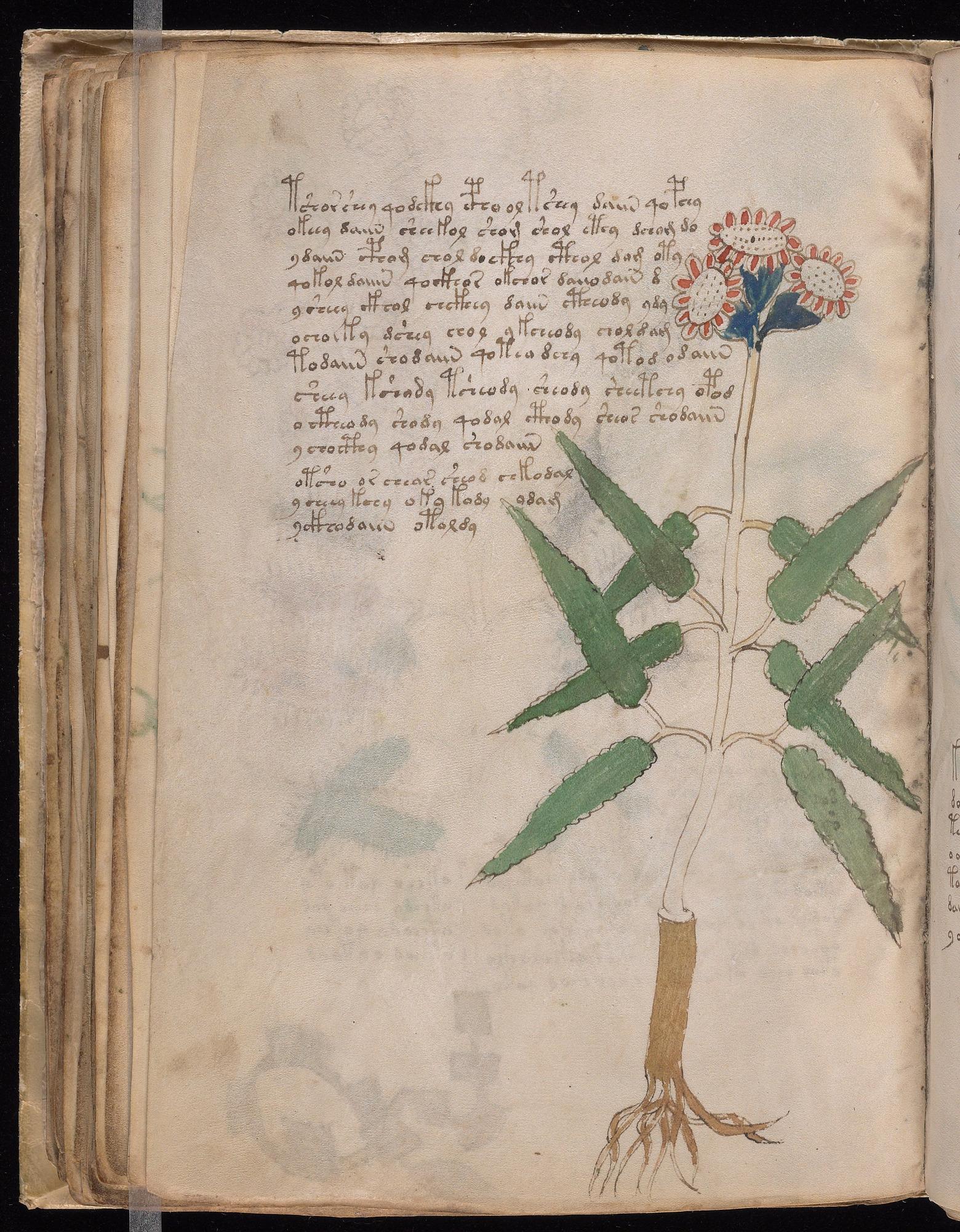 Voynich Manuscript folio f53v — Beinecke MS 408